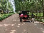 งานป้องกันฯ สำนักปลัด ออกดำเนินการปะถนน สายชุมนุมสูง - ชำสมอ