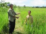 โครงการส่งเสริมและสาธิตการผลิตข้าวอินทรีย์